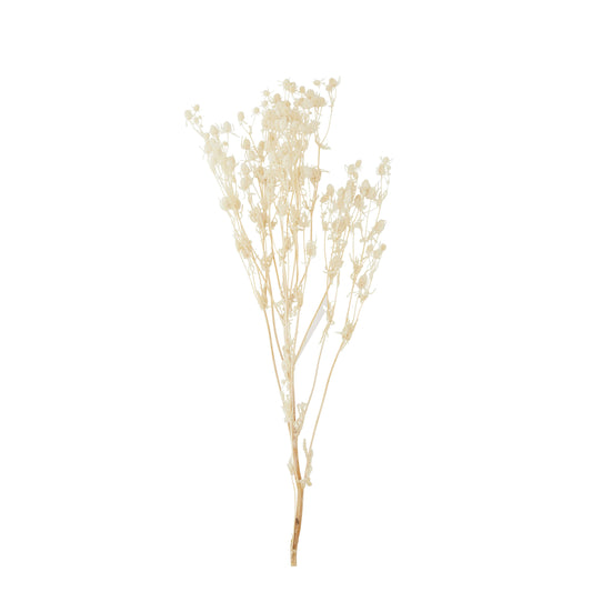 Fleurs séchées - Eryngium planum