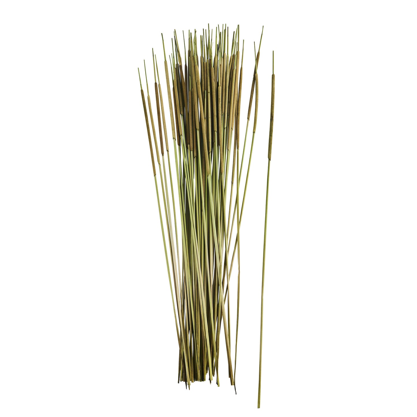 Plantes séchées - Typha grass